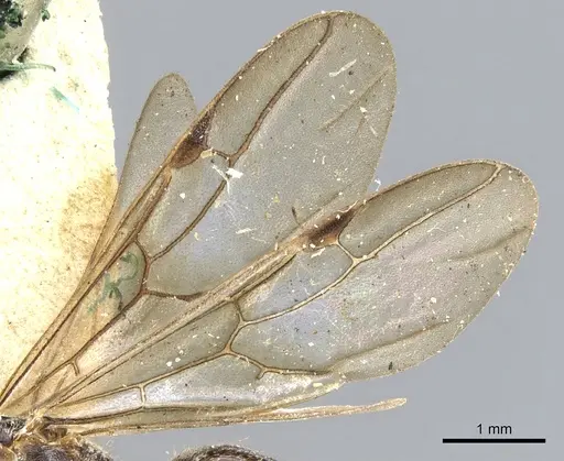 Cladomyrma hobbyi specimen CASENT0903185 image casent0903185_4