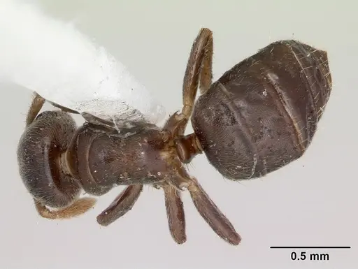 Cladomyrma maryatiae specimen CASENT0173900 image casent0173900_1