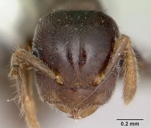 Cladomyrma maryatiae specimen CASENT0173900 image casent0173900_2