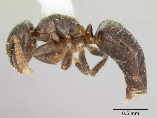 Cladomyrma maryatiae specimen CASENT0173900 image casent0173900_3