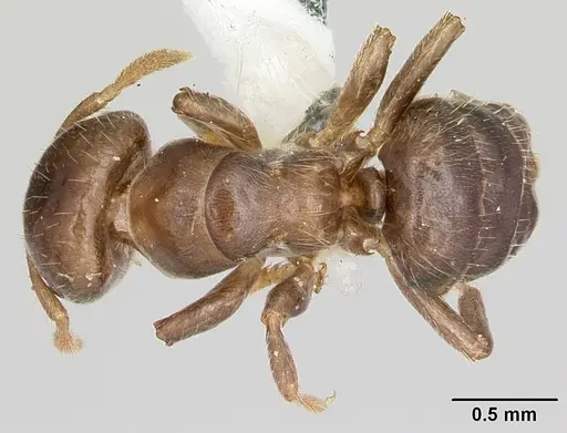 Cladomyrma maryatiae specimen CASENT0173901 image casent0173901_1