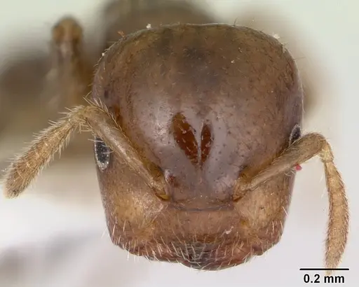 Cladomyrma maryatiae specimen CASENT0173901 image casent0173901_2