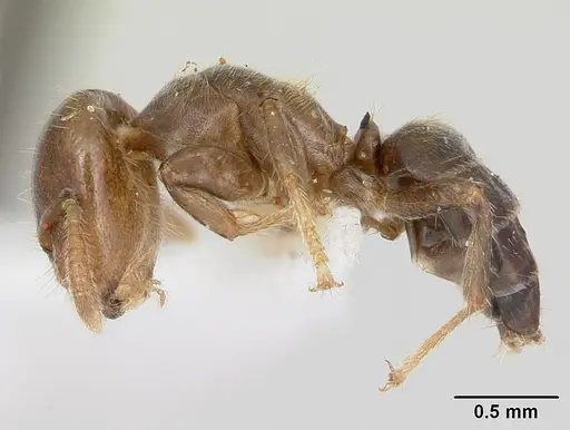 Cladomyrma maryatiae specimen CASENT0173901 image casent0173901_3