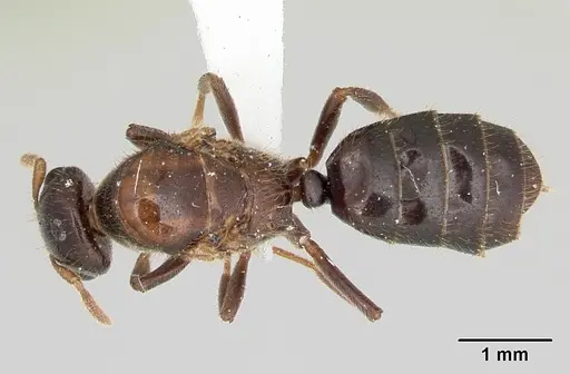 Cladomyrma maryatiae specimen CASENT0173902 image casent0173902_1