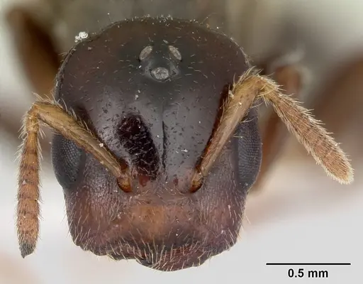 Cladomyrma maryatiae specimen CASENT0173902 image casent0173902_2