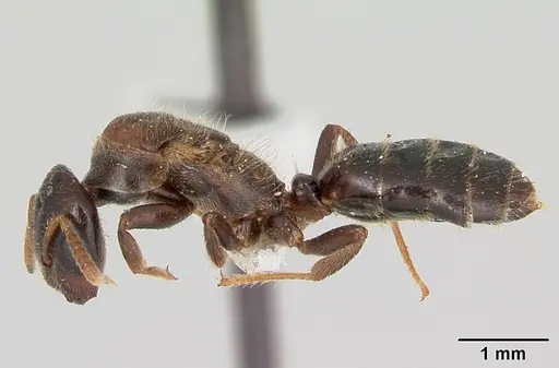 Cladomyrma maryatiae specimen CASENT0173902 image casent0173902_3