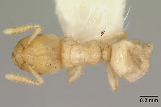 Cladomyrma maschwitzi specimen CASENT0173898 image casent0173898_1