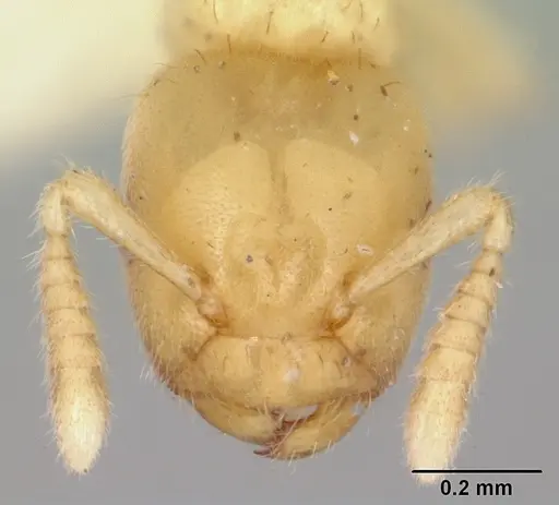 Cladomyrma maschwitzi specimen CASENT0173898 image casent0173898_2