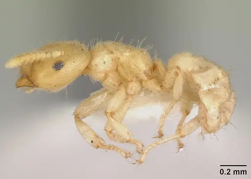 Cladomyrma maschwitzi specimen CASENT0173898 image casent0173898_3