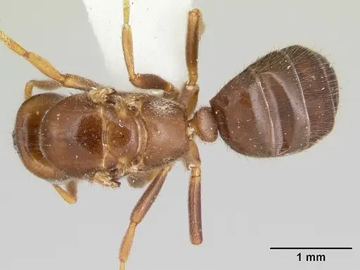 Cladomyrma maschwitzi specimen CASENT0173899 image casent0173899_1