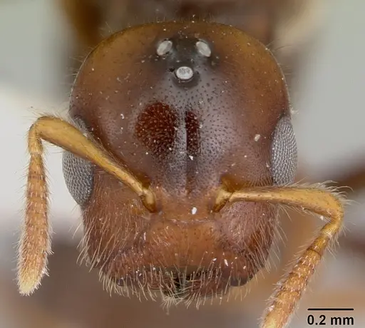 Cladomyrma maschwitzi specimen CASENT0173899 image casent0173899_2