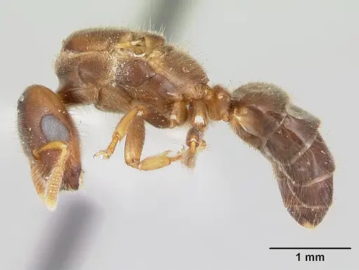 Cladomyrma maschwitzi specimen CASENT0173899 image casent0173899_3