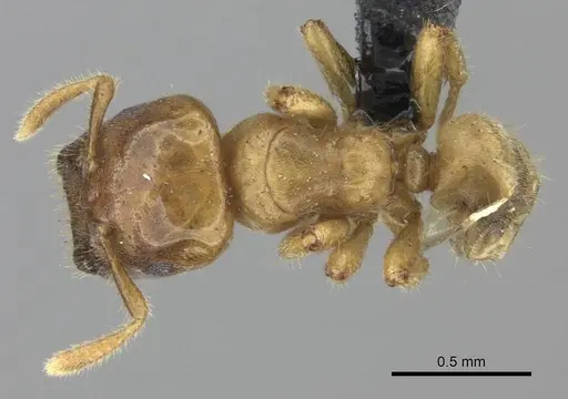 Cladomyrma maschwitzi specimen CASENT0235264 image casent0235264_1