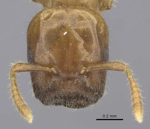 Cladomyrma maschwitzi specimen CASENT0235264 image casent0235264_2