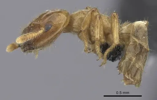 Cladomyrma maschwitzi specimen CASENT0235264 image casent0235264_3