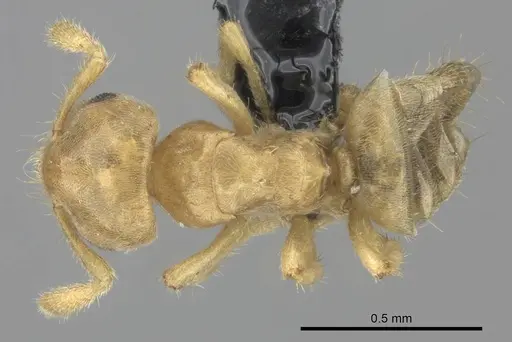 Cladomyrma maschwitzi specimen CASENT0235265 image casent0235265_1