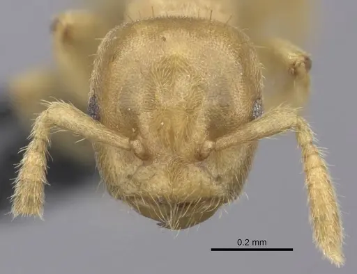 Cladomyrma maschwitzi specimen CASENT0235265 image casent0235265_2
