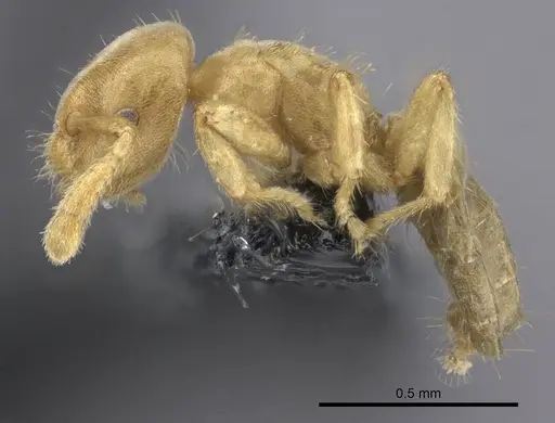 Cladomyrma maschwitzi specimen CASENT0235265 image casent0235265_3
