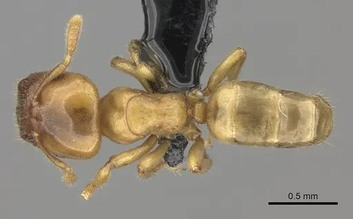 Cladomyrma maschwitzi specimen CASENT0247547 image casent0247547_1