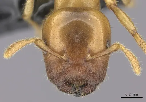 Cladomyrma maschwitzi specimen CASENT0247547 image casent0247547_2