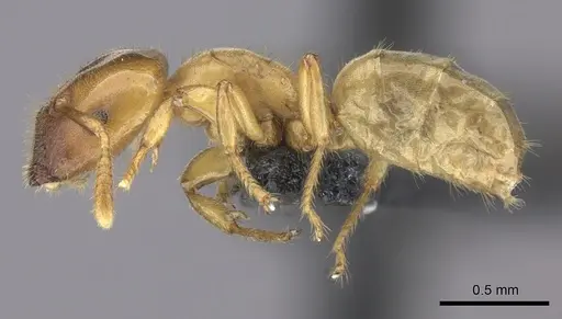 Cladomyrma maschwitzi specimen CASENT0247547 image casent0247547_3