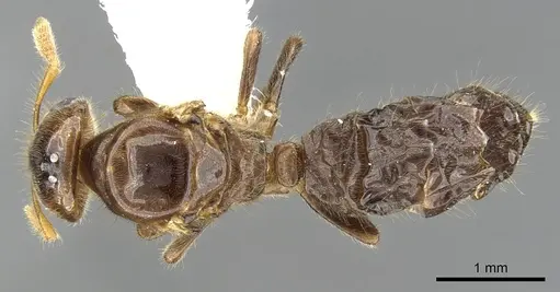 Cladomyrma maschwitzi specimen CASENT0903187 image casent0903187_1