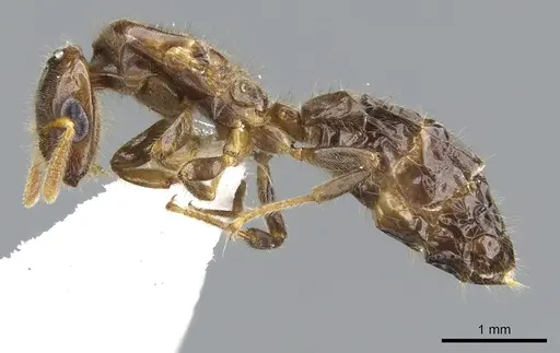 Cladomyrma maschwitzi specimen CASENT0903187 image casent0903187_3
