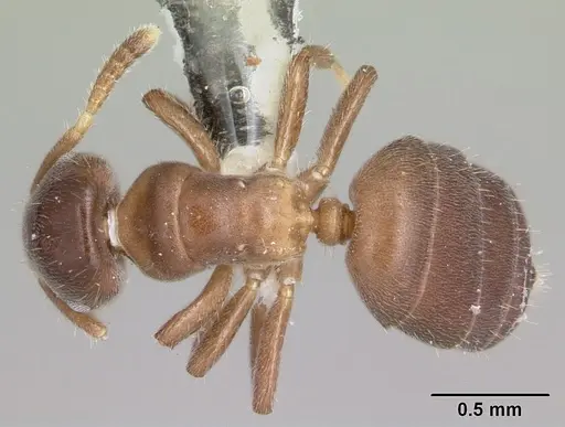 Cladomyrma nudidorsalis specimen CASENT0173892 image casent0173892_1