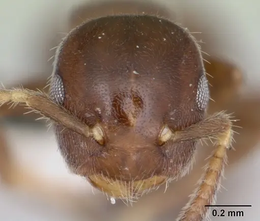 Cladomyrma nudidorsalis specimen CASENT0173892 image casent0173892_2