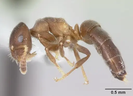Cladomyrma nudidorsalis specimen CASENT0173892 image casent0173892_3