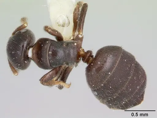 Cladomyrma nudidorsalis specimen CASENT0173893 image casent0173893_1