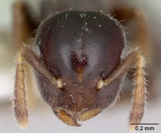 Cladomyrma nudidorsalis specimen CASENT0173893 image casent0173893_2