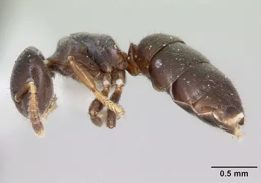 Cladomyrma nudidorsalis specimen CASENT0173893 image casent0173893_3