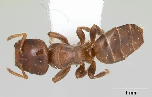 Cladomyrma petalae specimen CASENT0173894 image casent0173894_1