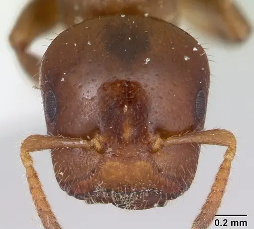 Cladomyrma petalae specimen CASENT0173894 image casent0173894_2