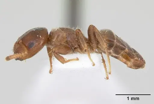 Cladomyrma petalae specimen CASENT0173894 image casent0173894_3