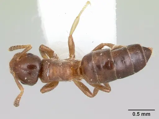 Cladomyrma petalae specimen CASENT0173895 image casent0173895_1