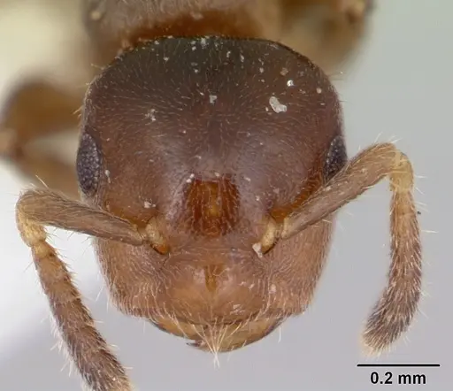 Cladomyrma petalae specimen CASENT0173895 image casent0173895_2