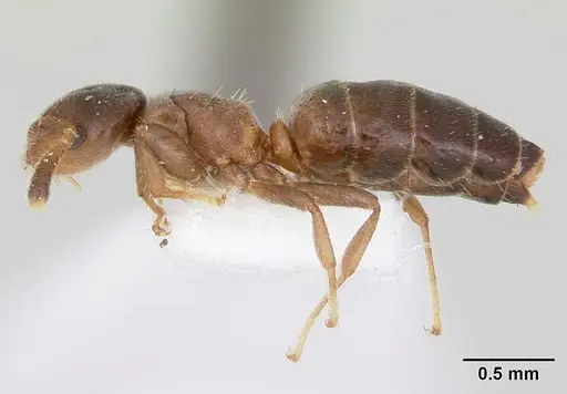 Cladomyrma petalae specimen CASENT0173895 image casent0173895_3