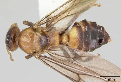 Cladomyrma petalae specimen CASENT0173896 image casent0173896_1