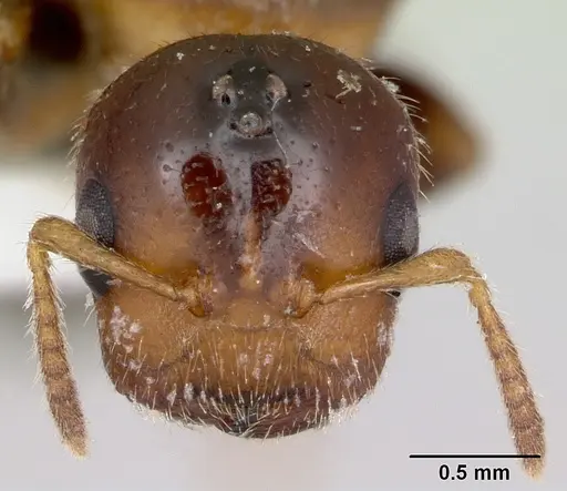 Cladomyrma petalae specimen CASENT0173896 image casent0173896_2
