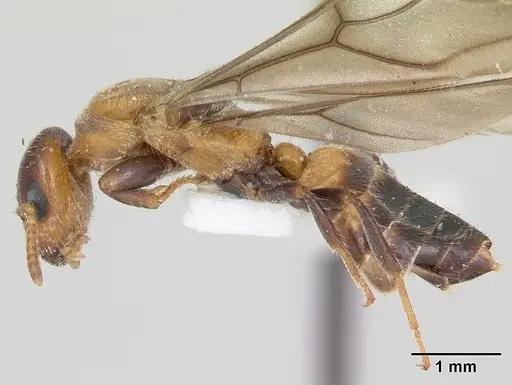 Cladomyrma petalae specimen CASENT0173896 image casent0173896_3