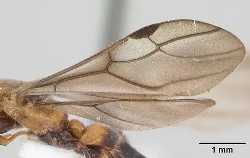 Cladomyrma petalae specimen CASENT0173896 image casent0173896_4