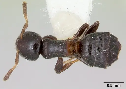 Cladomyrma petalae specimen CASENT0173897 image casent0173897_1