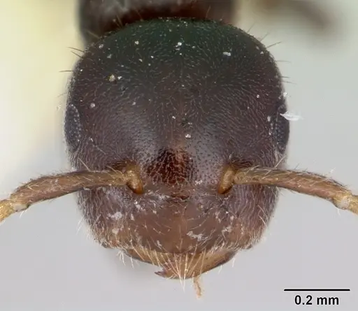 Cladomyrma petalae specimen CASENT0173897 image casent0173897_2