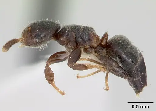 Cladomyrma petalae specimen CASENT0173897 image casent0173897_3