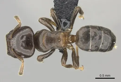 Cladomyrma petalae specimen CASENT0235222 image casent0235222_1