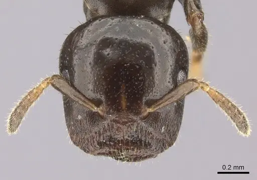 Cladomyrma petalae specimen CASENT0235222 image casent0235222_2