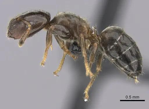 Cladomyrma petalae specimen CASENT0235222 image casent0235222_3