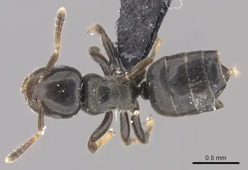 Cladomyrma petalae specimen CASENT0235257 image casent0235257_1